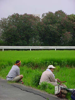 夕刻迫る「あいちのかおり」の田圃。稲を眺めながら旅のはなしをする白鳥さんと高野くん。