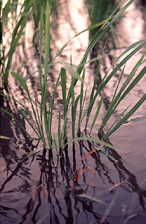 薄暮の松下×安米ヒノヒカリ。扇状に広がった姿は稲本来のカタチだ。 