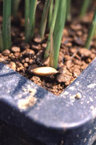 第24回　「巨大胚芽米カミアカリ」が、品種登録されました。 