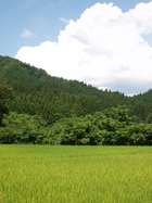 水田徘徊　新潟山北。