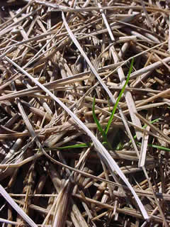 このコンテンツ２００４のテーマは「この風味を作るもの」松下くんの手掛けるお米の持つ独自の風味の謎を探るキーワードです。くわしくは４月２５日号「この風味を作るものは何か？の巻」をごらんください。 何の野草かは解らないが冬の田圃ではすでに新しい命の芽生えが始まっている。僕らが休んでいる時でも田圃では微生物が休むことなく働き副産物として土をつくりだし、その栄養豊かで好条件の場所を選んでこうして新たな命が芽生える。もうすぐ春、あのノイズ（風味）の主役達がもうすぐ活動を開始する。