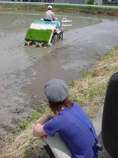 黙々と田植えする高野くんとそれを見守るＮさん。