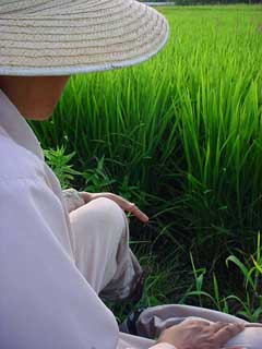 「あいちのかおり」を愛でる高野くん。近年稀に見る順調な生長ぶりに麦藁帽子の向こうはご満悦。