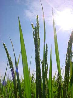 奄美諸島付近にいる台風１４号の余波か？風が雲を吹き飛ばし痛いほどの日差し。 主は近くの田圃で草刈り、携帯の向こうはいつになく静か。