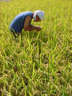 黄金色のヒノヒカリの田圃、成熟具合を見て廻る松下くん。