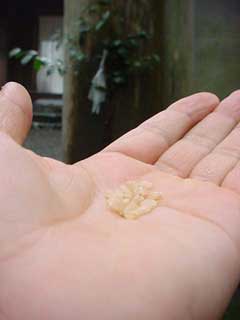 内宮にて、アンコメ米作りプロジェクト米。