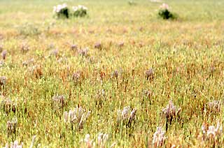 昨年の稲の刈り株と動き始めた春草のコラボレーションが美しい。この時期だけの平和な時間。