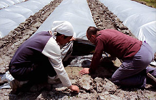 ヒノヒカリの若苗を見入るMさんと松下くん。