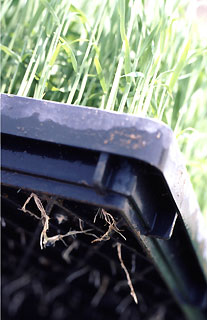 あいちのかおりの苗。田植え直前にはもっと根が生えてくるそうだ。