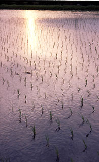 夕刻迫るヒノヒカリの田圃。田植えから1週間、今はただ見守るのみ。
