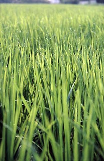 甘露美しきヒノヒカリである。くちにするとほのかに甘いところから甘露というらしい。