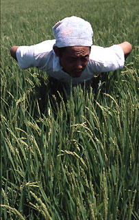 「今年は少しだけ収量が多いかな・・・」と手にとって生育状態を見て回る松下くん。