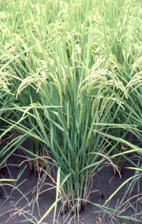 どこか神々しささえも感じることができる見事な姿。「あさひの夢」