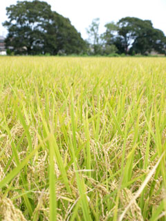 「あさひの夢」は収穫1週間前。