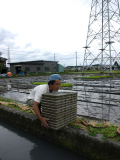田植え作業も苗場として使っていた田圃一枚だけを残すのみとなった。毎年この場所がラスト。それが終われば一段落と言いたいところだが、機械の整備などの後片付けがたっぷりと残っている。それでも時間と勝負の日々は稲刈りまでしばらく休戦。後はきまぐれ微生物たちの機嫌を損ねないように草取りがてら声を掛ける日々が始まる。