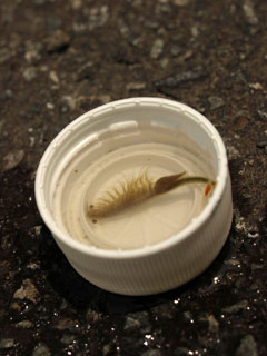 お目当てはこの豊年エビ。16年前有機農業で稲作を始めたらどこに隠れていたのだろうか？大量発生した。豊かな田圃の象徴、豊年満作を予感させてくれる田圃の妖精。毎年この時期一瞬出現していつの間にか消えていく。しかし、このペットボトルのキャップほどの大きさの豊年エビが生きることを可能にする環境と食物連鎖が、この小さな田圃宇宙に奇跡的に存在することに注目しなくてはならない。「目が慣れるまでじっと目を凝らしてみて・・・目の前にあるモノすべてが生き物だということに気がつくよ・・・これを命のスープと呼ぶ理由がわかるでしょ