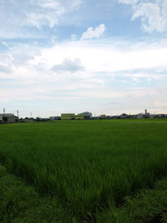 気がつけば雨が上がっていた。今日降った雨の中の窒素を肥料として換算するとどれくらいの量なのかと空を見ながら想像してみた。化学肥料登場以前の人々はきっとそういうことがとても気になっていたに違いない。とすれば稲妻を見る見方も、今のそれとはだいぶん異なるのだろうとも想像できる。今生きる人の感覚とはやはり化石エネルギーを物差しとした感覚なのだとあらためて思う。そういう時代が続くほうがいいのか？それとも違う物差しを用意する時代がやってくるのか？あるいは個々の人が、その人自身の物差しを作るのか？いづれにしても近い将来、物差しを変えなくてはならない日がやって来る予感がする。