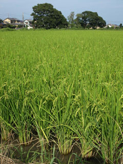 一ヶ月ぶりに「あさひの夢」を見た。20年産はやや短稈（背が低い）8月の夜温と雨のせいと見ている。今年は体作りにまわすエネルギーをさっさと切り上げ、米粒の方へまわす算段をしているらしい。それにしても姿がいい。一昨日新潟三条市で見た長稈のコシヒカリBLの姿にも惚れ惚れしたが、それに負けず劣らずすばらしい。いっぽう「ヒノヒカリ」は出穂期（穂が出る時期）に雨に叩かれ擦れによる不稔（実が入らない）が目立つ。心配して田圃中心部の方に行ってみるとそれほどでもなかった。仕上がり反収は6俵台半ばと見た。昨年よりもやや少ない分、残った米粒の充実度は高いはずだ。過去そういう年の方が食味的には魅力があった。いづれにしても稲は次世代にバトンを渡すために現在鋭意努力中である。