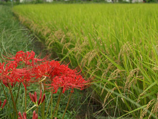 お彼岸には必ず畦端に咲く。「まんじゅしゃげ」彼岸花である。彼らが現れる頃、松下は本格的な稲刈りモードになる。天候が良ければあと5日ほど待ってから収穫。この後数日でさらに色が抜け、黄金に輝くはずだ。それにしても今年の「あさひの夢」の出来ばえは素晴らしい。松下式有機農法ではこの品種を含む中生、晩生品種が毎年良い出来ばえだけど、その中にあっても今年の「あさひの夢」は記憶に残るような米になりそうな予感がする。