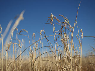 「松下×安米ヒノヒカリ」の田圃。刈り株から生えた「ひこばえ」もすっかり枯れ、白化したその姿が強い西風に吹かれている。周辺では春草の尖兵たちがすでに覇権を争い侵入を試みている。そのひとつひとつの草がいつ、どんなタイミングで発生し他の草とどんな勢力関係なのか？それら兵どもの覇権争いによって積み上げられた累々たる遺骸が作り出す土壌とはどんなものなのか？その土壌によって育つ稲とは？有機体たちの意図なき暮らしの日常が作り出す米の味、風味、触感とは・・・。知りたいことは山ほどある。