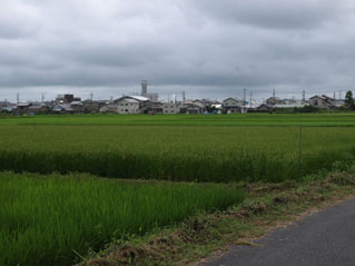 8月１０日手前が「ヒノヒカリ」奥が「カミアカリ」。どんよりとした空、この時点での日照は明らかに少ない。しかし気温はそれなりだから、土中の微生物たちの活動は悪くないはずだ。ただし日照がないことは、病気を誘発する原因を作る。松下は云う。「照らない心配より、照りすぎる心配のほうがよっぽどいい・・・」。松下にとっての26回目の作品は、もうすぐ結果が出る。どんな年もその年の作品。こんな曇天であっても、その年にしかない味わいがそこに現れる。水田稲作偉大なり！