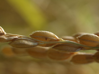 クローズアップした巨大胚芽米カミアカリ。米粒の先端部分ほど枝梗（しこう：米粒が付く枝状の部分）の色が抜けているのが判る。また巨大胚芽米特有の胚芽と胚乳の境の線もくっきりとしていて胚芽の大きさ知ることができる。たったひと粒であるが、その一粒一粒がきちんと命を育くみ、次の世代を担う準備をしている。人間はその生命生理活動を利用して、自らの生命維持をしているのだ。「不平不満を言う前に感謝をしなくちゃ！」と、こういう画を見ると思う。