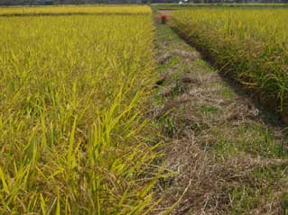 ヒノヒカリである。アンコメ米作りプロジェクトのメイン品種である。早晩性は中生の中、夏の高温に強いことから選んだ。これまでの平均反収は一反7俵弱（400キロ位）である。農薬化学肥料を使うえば、収量はもっと獲れるが、質と食味のバランスを狙うと、あえてこれくらいに抑えて栽培している。アンコメ米作りプロジェクトとして採用した品種としては成功した品種とも言えるが、これで満足してはいない。松下には、いや藤枝の地ではなかなか出せなかった触感をどうしても表現したい。そのための挑戦が「いただき」という品種だった。いつかその米が、先入観なしに食べた時、「何これ？すごくいいね0」と言われるだけの米になることを望んでいる。