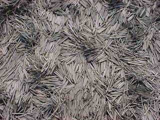 昨年刈り取られた稲の茎が風雨によって流され美しい造形を作り出している様子