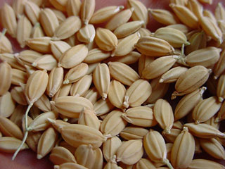 「種籾」である。春は若苗色にかよわく、夏は青々風にそよぎ、秋は黄金色に輝く、すべてはこの一粒一粒からはじまる。喜びと感動そして満腹の遺伝子を運ぶエネルギー体としての造形はかくも美しい。