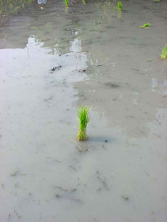 足元に投げ入れられた苗束である。苗束が飛ぶ放物線と着水する瞬間できた波紋が作る一瞬の造形が瞼に残る。