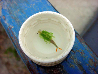 豊年エビ」である。緻密で豊かな生態系を持つ田圃の象徴。豊年満作を予感させてくれる縁起のよい呼び名である。薄墨色の田圃小宇宙の中で見つけた未知の宇宙生命体。左右にある緑色の繊毛運動によってヒラヒラと泳ぎ回る姿はまさに生きるアート。