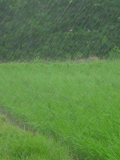 雨の降る造形。小生はこれら雲と雨と水が作り出す日本の造形をモンスーンアートと呼ぶ。雨は日本の原風景そのもの、雨なくして日本の風景は語れないと云っていい。時に非情なほど猛威を振るう時もあるが雨を憎む日本人はいないだろう。