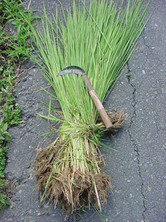 刈ったヒエを束ねた造形である。このヒエ束は黒糖などと共にドラム缶に入れて発酵分解させた後それが生えていた田圃の肥料として土にもどる予定。「昨日の敵は今日の友」この世に無駄なものなどないことを実感させてくれる。終わることのない有機的循環はかくも美しい。