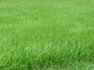 青々とした盛夏の田圃に風が渡る造形である。天候回復で一気に葉色が良くなった。澄んだ心地よい風が通り抜ける時にできる造形はあきることなく美しい。時間を忘れただ見入ってしまった。