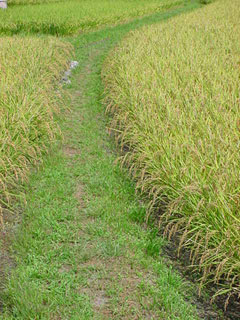 田圃を通る生活道である。松下くんが栽培する小さな田圃の中央を美しい弧を描いて通るご近所の生活道、基盤整備が進んだ近年ではちょっと珍しい風景である。機械化され効率を重視すれば簡単に消えてしまうだろうこの道。ほんの数十メートルではあるがホッとする空間ではないか。