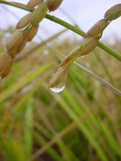 雨に濡れる稲穂である。残念ながら稲刈りは中止となってしまったが雨の田圃の表情は悪くない。雨粒のひとつひとつが稲を育てこうして米が実るのである。両者となりあって作られた美しいフォルムに見入ってしまう。