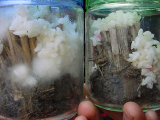 本文で紹介した松下くん実験中のビンである。小生の大学時代の先輩Ｎさんが８８年に行った現代アートのプロジェクトを思い出した。作品の展示会場周辺の雑草を大型バケツに開催期間中ずっと集めていく。集めた雑草はプリンのように会場に伏せた状態で立てていくのである。ご想像どおり雑草は雑草がまとっている菌類や空気中の菌類、はたまた会場在住の菌類によって発酵していくのである。当時は「腐ってるー！」なんて思いながら手伝ったものだけど、これがやりたかったんでね。Ｎさん！