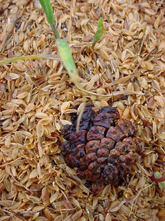 ※ノイジーとは・・・ このコンテンツ２００４のテーマは「この風味を作るもの」松下くんの手掛けるお米の持つ独自の風味の謎を探るキーワードです。くわしくは４月２５日号「この風味を作るものは何か？の巻」をごらんください。 代掻き前の田圃に落ちていた松ぼっくりである。屋敷林からこぼれ落ち風で運ばれてきたのか？それとも近所の子供が投げ入れたのか？広い田圃のほぼ中央部に落ちていた松ぼっくりである。これもまたいづれ土中の細菌類によって分解され少なからず稲の栄養となり微量ながらあの風味のエッセンスとなるはずだ。