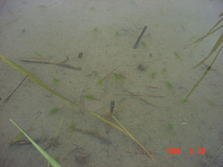 ※ノイジーとは・・・ このコンテンツ２００４のテーマは「この風味を作るもの」松下くんの手掛けるお米の持つ独自の風味の謎を探るキーワードです。くわしくは４月２５日号「この風味を作るものは何か？の巻」をごらんください。 無数の生命である。最初は単なるドロの中に浮遊する埃のように見えていたものが、じつは無数と思われる微生物だったことを知るのである。ハッブル宇宙望遠鏡が捕らえた無数の銀河のようでもある。広大無辺の宇宙を感じるのである。それがあの風味のエッセンスとなっていることを想像するだけで楽しいではないか！（緑色の島宇宙のごときものが豊年エビ）