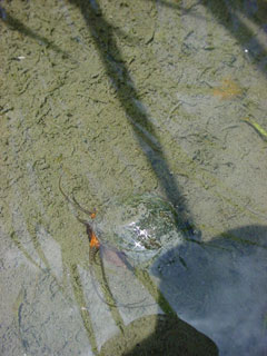 ※ノイジーとは・・・ このコンテンツ２００４のテーマは「この風味を作るもの」松下くんの手掛けるお米の持つ独自の風味の謎を探るキーワードです。くわしくは４月２５日号「この風味を作るものは何か？の巻」をごらんください。 「ジャンボタニシ」である。ジャンボタニシ（スクミリンゴガイ）はもともと南米原産。食用のため養殖しようと輸入したがその後放棄されたため用水路や田圃で大繁殖してしまった。現在は有害動物に指定されている。そのタマゴは日本の風景には似つかわしくないどぎついショッキングピンク。近年では一時よりは繁殖は弱まったと聞くが松下くんの田圃ではこうしてたくさん生きている。しかし考えてみれば稲だって大昔どっかの誰かが食用のため大陸から運んできた輸入植物。ジャンボタニシもあと２千年もすれば田圃の原風景の一部となるのだろうか？いづ