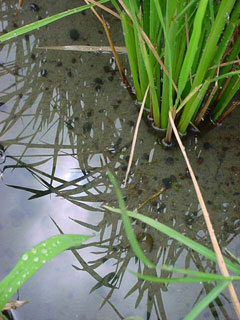 ※ノイジーとは・・・ このコンテンツ２００４のテーマは「この風味を作るもの」松下くんの手掛けるお米の持つ独自の風味の謎を探るキーワードです。くわしくは４月２５日号「この風味を作るものは何か？の巻」をごらんください。 水、H2Oである。この田圃の水は栃山川と呼ばれる大井川から取水される水である。今日の台風のように太平洋上の海水が暖められて生み出された湿った空気が大井川上流の日本アルプスにぶつかり上流に雨を降らせこうして用水路に運ばれこの田圃にやってくるのだ。水はその間に山や森にある様々な栄養分を溶かし込んで田圃に栄養を与えるのである。それは単なるH2Oではなくこの土地にしかないご当地の水なのである。