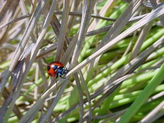 このコンテンツ２００４のテーマは「この風味を作るもの」松下くんの手掛けるお米の持つ独自の風味の謎を探るキーワードです。くわしくは４月２５日号「この風味を作るものは何か？の巻」をごらんください。 テントウムシである。正確にはテントウムシ科ナナホシテントウである。昆虫図鑑によればアブラムシを食べるので益虫とされています。田圃には様々な生物が生息し生態系を作っていることは以前にも述べたとおりですが、そもそも虫に益虫害虫の別はなく人間に好都合な虫を益虫。不都合な虫を害虫。と仮に呼んでいるだけのことである。テントウムシは見かけも可愛らしいので益虫度が高い。このプロジェクト的に云えば益虫度が高かろうが害虫度が高かろうがこの田圃に存在するすべての生き物は概ね益虫である。だってその存在がこの独特の風味を作っているエッセンスなのだから。ちょっと寛容すぎるかな・・