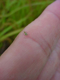 ※ノイジーとは・・・ このコンテンツ２００４のテーマは「この風味を作るもの」松下くんの手掛けるお米の持つ独自の風味の謎を探るキーワードです。くわしくは４月２５日号「この風味を作るものは何か？の巻」をごらんください。 台風通過翌日に見つけたアブラムシである。たかがアブラムシ。されどアブラムシ。害虫呼ばわりされてばかりいるがよく見るとその姿はとても美しい。この田圃ももうすぐ稲刈りだ様々な生命の宿る田圃で育った米の風味をぜひ体感してほしい。「アブラムシ君、来週あたりからそろそろお引越しの準備をお願いしますね」